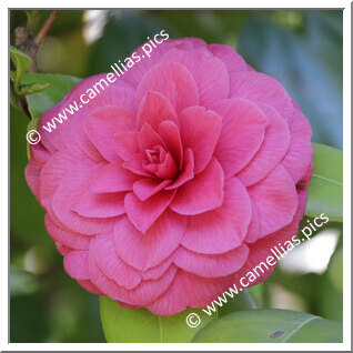 Camellia Japonica 'Rachele Odero'