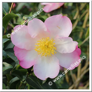 Camellia Sasanqua 'Rainbow'