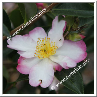 Camellia Sasanqua 'Rainbow'