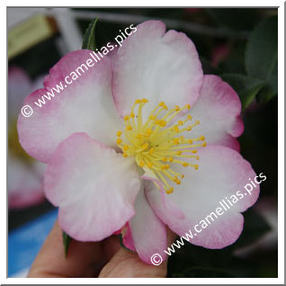 Camellia Sasanqua 'Rainbow'