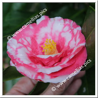 Camellia Japonica 'Ranbyôshi'