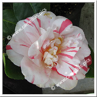 Camellia Japonica 'Raspberry Ripple'