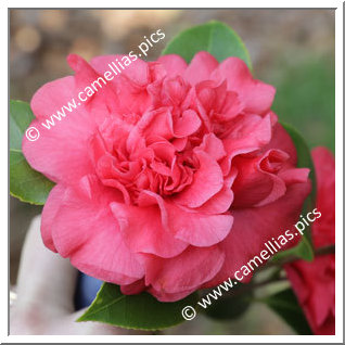 Camellia Japonica 'Rawesiana'