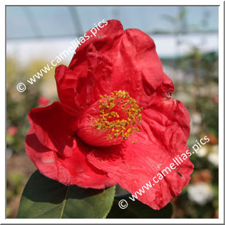 Camellia Hybrid 'Red Crystal'