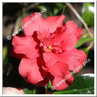 Camellia Hybride C.x williamsii 'Red Dahlia'