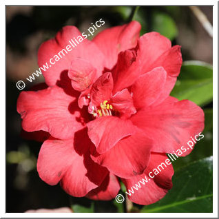 Camellia Hybrid C.x williamsii 'Red Dahlia'