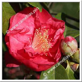 Camellia Japonica 'Red Ensign'