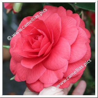 Camellia Japonica 'Red Red Rose'