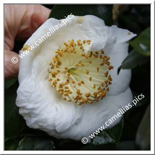 Camellia Higo Camellias 'Reihô'