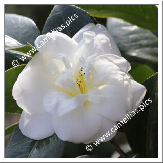 Camellia Japonica 'Reikanji-Hakubotan'