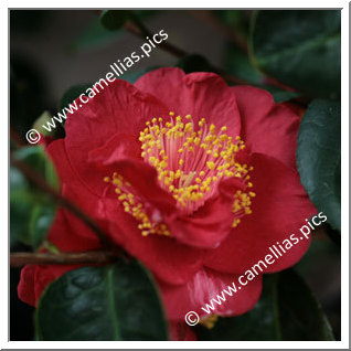 Camellia Hybrid C.x williamsii 'Rendezvous'