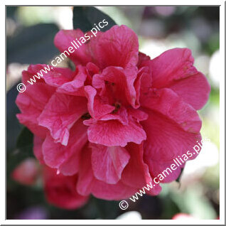 Camellia Hybride C.reticulata 'Renee Land'