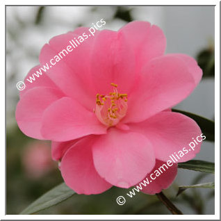 Camellia Hybride 'Renge'