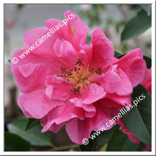 Camellia Species C. reticulata