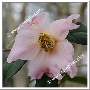 Camellia Botanique C. reticulata forma simplex