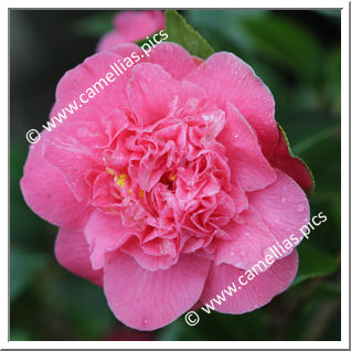 Camellia Japonica 'Rigel '