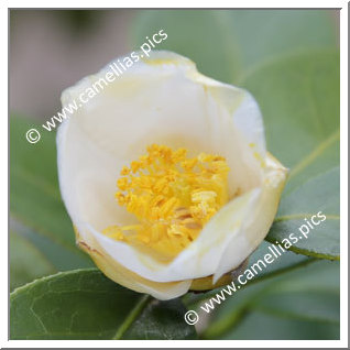 Camellia Japonica 'Rikyû'