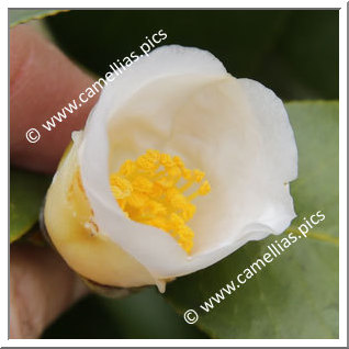 Camellia Japonica 'Rikyû'