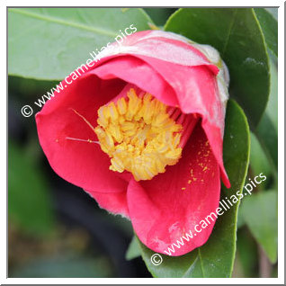 Camellia Japonica 'Ringo-tsubaki'