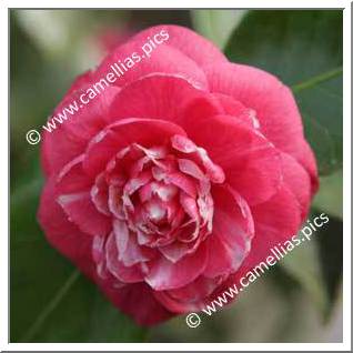 Camellia Japonica 'Ristori'