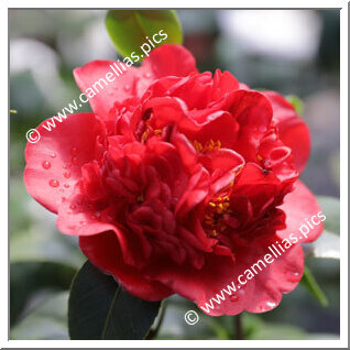 Camellia Japonica 'Rival'