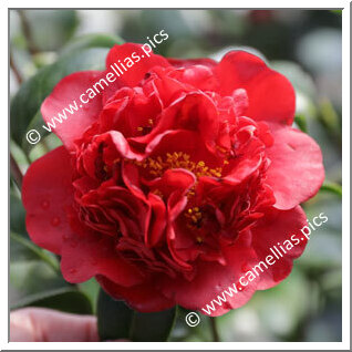 Camellia Japonica 'Rival'