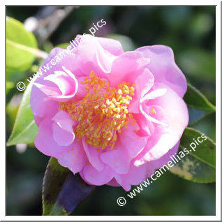 Camellia Hybride C.reticulata 'Rob Roy'