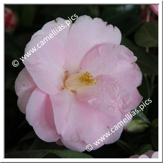 Camellia Hybride C.x williamsii 'Robin Rise'