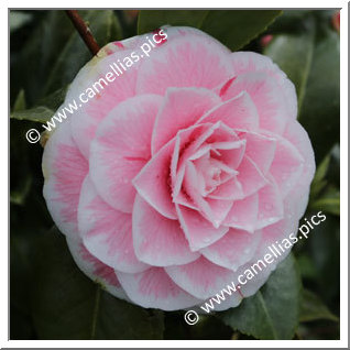 Camellia Japonica 'Robin's Candy'