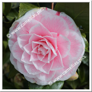 Camellia Japonica 'Robin's Candy'