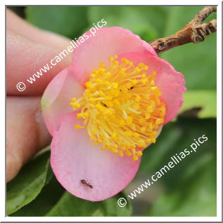 Camellia Hybrid 'Robiraki'