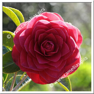 Camellia Japonica 'Roger Hall'