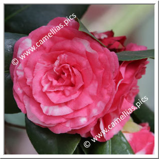 Camellia Japonica 'Roi des Belges'