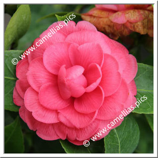 Camellia Japonica 'Roi Leopold'