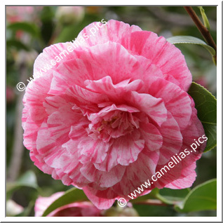 Camellia Japonica 'Roma Risorta'