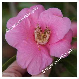 Camellia Hybrid C.x williamsii 'Rose Court'