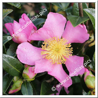 Camellia Sasanqua 'Rose de Ségur'