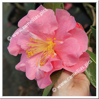 Camellia Hybrid C.reticulata  'Rose du Steir'