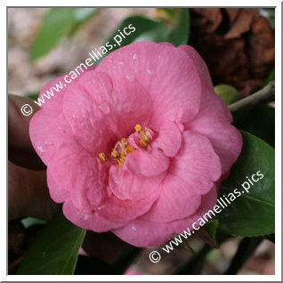 Camellia Japonica 'Rose Mallow'