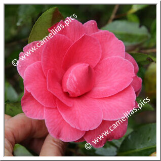 Camellia Hybrid C.x williamsii 'Rose Parade'