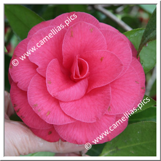 Camellia Japonica 'Rosea Superba'