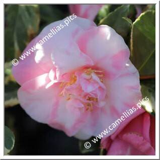 Camellia Japonica 'Rosemary Kinzer Variegated'