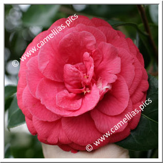 Camellia Japonica 'Rosendale's Beauty'