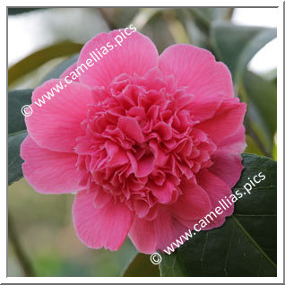 Camellia Japonica 'Rosetta '