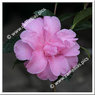 Camellia Sasanqua 'Rosette'