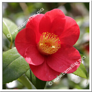 Camellia Japonica 'Rouge de Ker David'