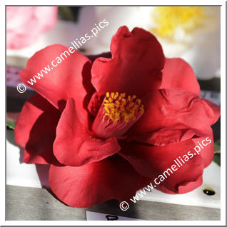 Camellia Japonica 'Royal Velvet'