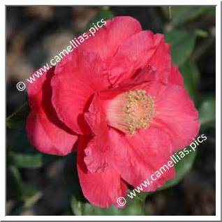 Camellia Hybrid 'Royalty'