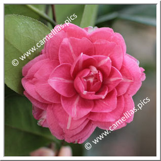 Camellia Japonica 'Rubens'