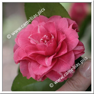 Camellia Japonica 'Rubens'